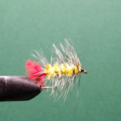 Wooly Worm Yellow